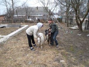 Learning to handle goats