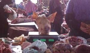 This poor pig lost his head.